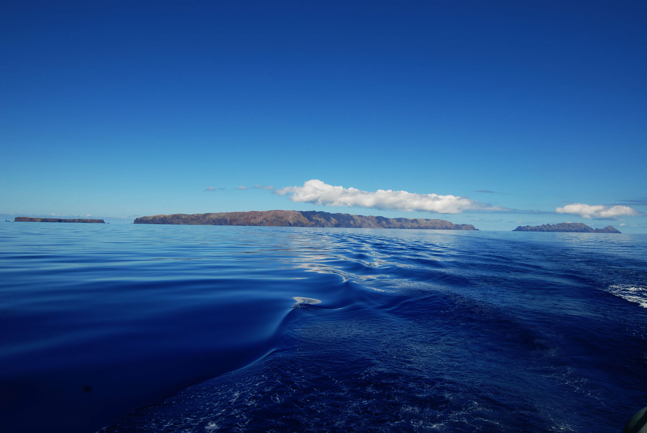 Madeira Islandtours Nature Walks Whale Dolphin Watching And Sight